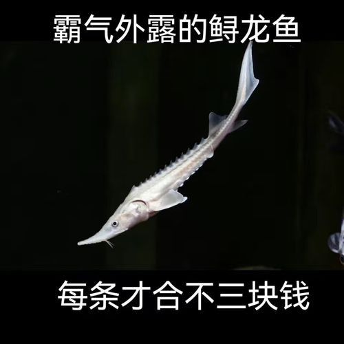 有哪些免費的鱘龍魚高清圖片？（免費鱘龍魚高清圖片來源）