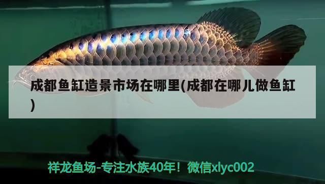 <strong><mark>成都</mark></strong>魚缸造景市場在哪里(<strong><mark>成都</mark></strong>在哪兒做魚缸)（<strong><mark>成都</mark></strong>魚缸造景市場在哪里）