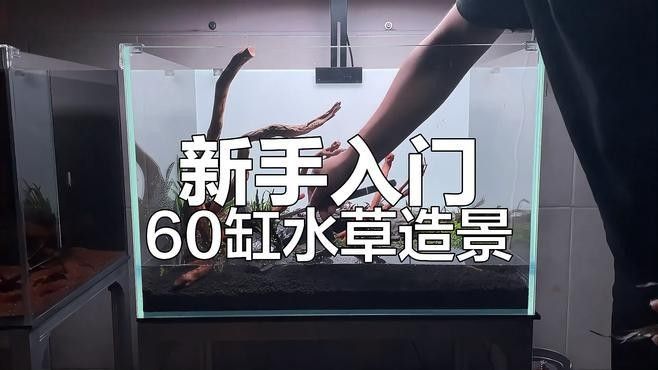60公分魚缸造景建議