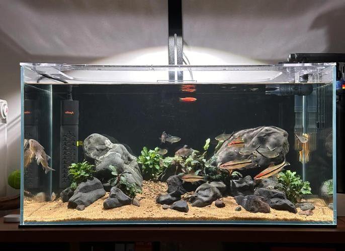 60公分魚缸造景建議