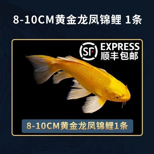 龍鳳鯉魚品牌（京東平臺龍鳳鯉魚品牌介紹）
