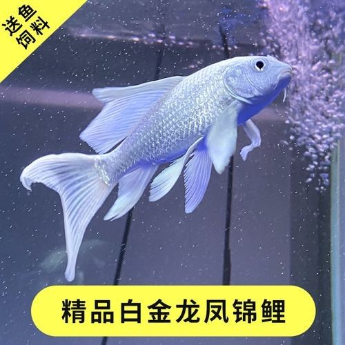龍鳳鯉魚品牌（京東平臺龍鳳鯉魚品牌介紹）
