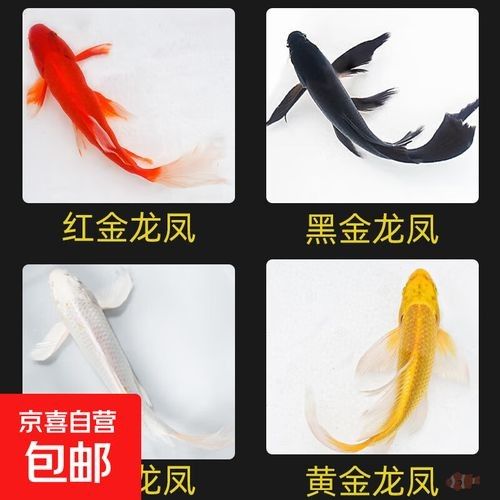 龍鳳鯉魚品牌（京東平臺龍鳳鯉魚品牌介紹）