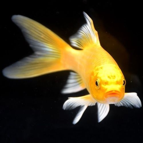 蒸金龍魚的5大竅門，清蒸金龍魚的5大竅門 蒸金龍魚的5大竅門，清蒸金龍魚的5大竅門 觀賞魚百科 第1張