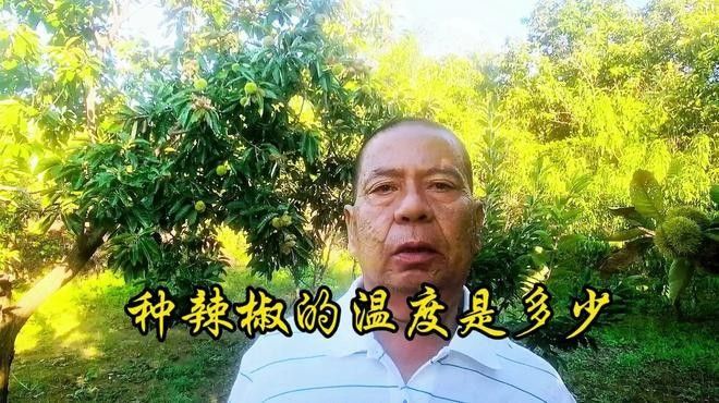 辣椒紅龍的最佳種植時間是什么時候（袁蔬記）