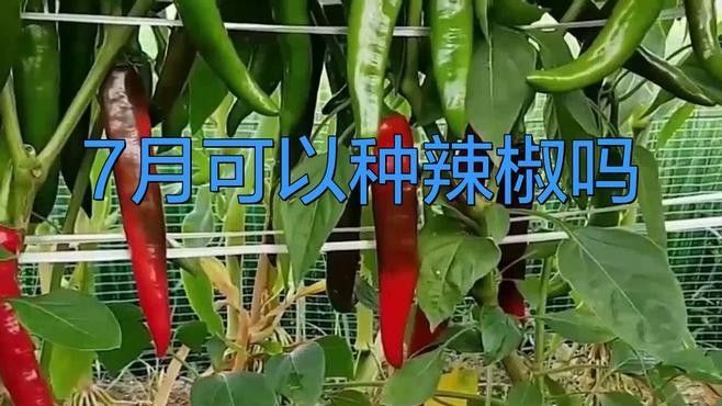 辣椒紅龍的最佳種植時間是什么時候（袁蔬記）