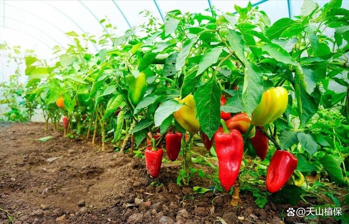 辣椒紅龍的最佳種植時間是什么時候（袁蔬記）