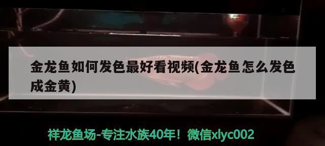金龍魚如何發色最好看視頻(金龍魚怎么發色成金黃)（金龍魚發色成金龍魚發色最好看視頻的知識，金龍魚發色最好看）