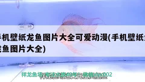 手機壁紙龍魚圖片大全可愛動漫(手機壁紙金龍魚圖片大全) 手機壁紙龍魚圖片大全可愛動漫(手機壁紙金龍魚圖片大全) 觀賞魚百科