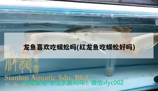 龍魚喜歡吃蜈蚣嗎(紅龍魚吃蜈蚣好嗎)（龍魚喜歡吃蜈蚣嗎）
