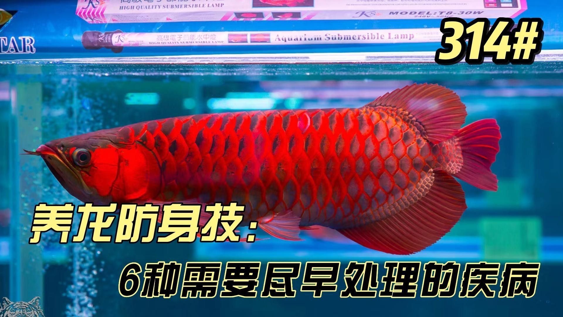 龍魚口角炎的四個階段（龍魚口角炎的“四個階段”如何區分？）
