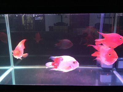 觀賞魚吧（關于觀賞魚的養殖技術）