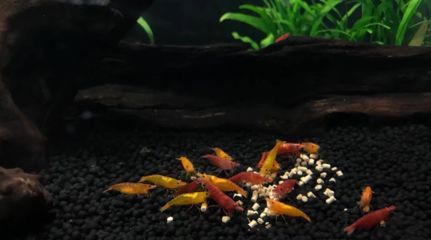 觀賞魚吧（關于觀賞魚的養殖技術）
