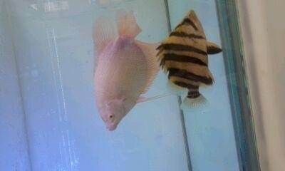 觀賞魚吧（關于觀賞魚的養殖技術）