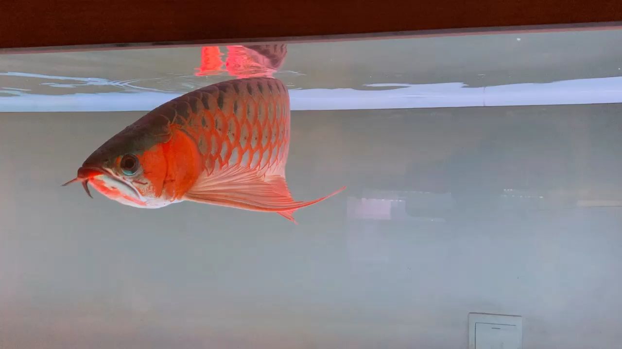 靜靜的欣賞就好（bca持魚，非本人的魚，只是靜靜的欣賞它的美）