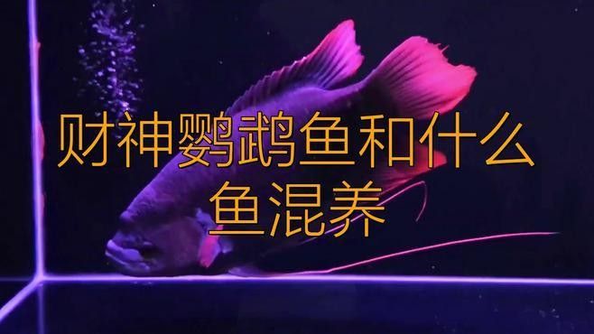 財(cái)神鸚鵡魚和什么魚混養(yǎng)