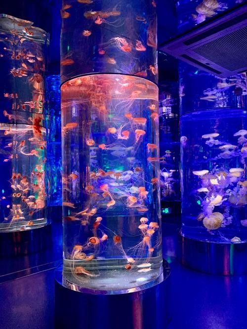 青島龍魚專賣店哪家服務(wù)最好（青島龍魚專賣店）