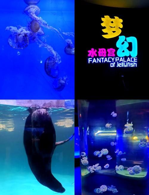 青島龍魚專賣店哪家服務(wù)最好（青島龍魚專賣店）