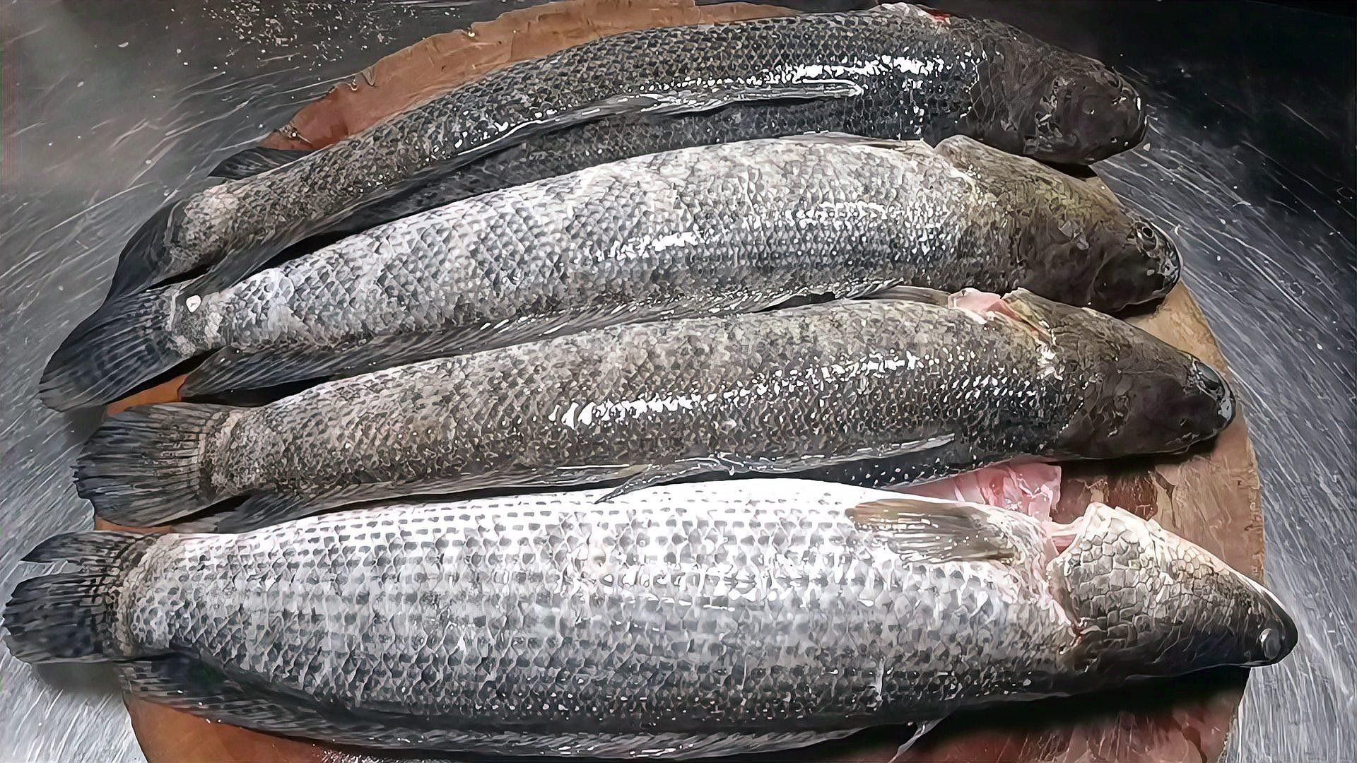 烏魚片腌制時需要多長時間？（烏魚片怎么做嫩又好吃）