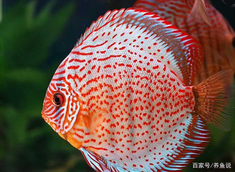 藍寶石雷龍魚發色需要多長時間？ 藍寶石雷龍魚發色需要多長時間？ 龍魚百科 第2張