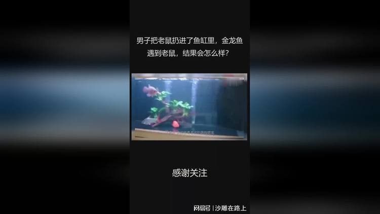 金龍魚(yú)捕食老鼠的視頻（金龍魚(yú)捕食老鼠的相關(guān)視頻）