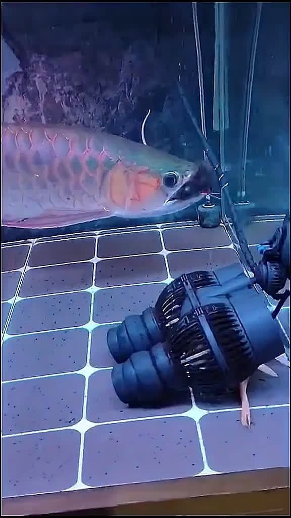 金龍魚(yú)捕食老鼠的視頻（金龍魚(yú)捕食老鼠的相關(guān)視頻）