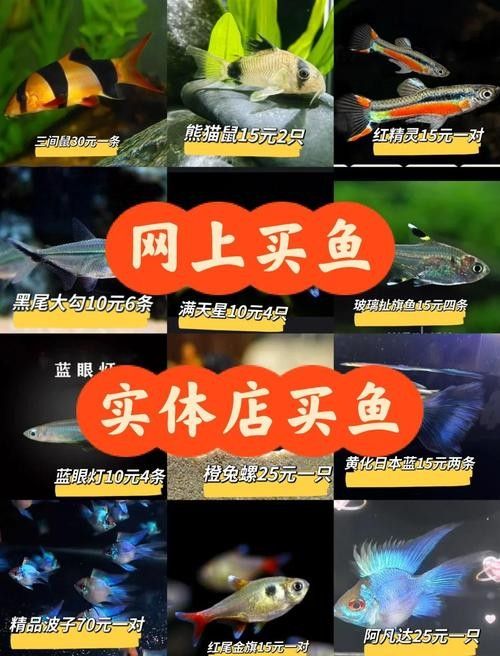 如何聯系水族館或觀賞魚交易平臺？（北京集鼎龍水族商貿有限公司網上買觀賞魚哪個平臺好）
