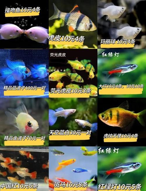 如何聯系水族館或觀賞魚交易平臺？（北京集鼎龍水族商貿有限公司網上買觀賞魚哪個平臺好）