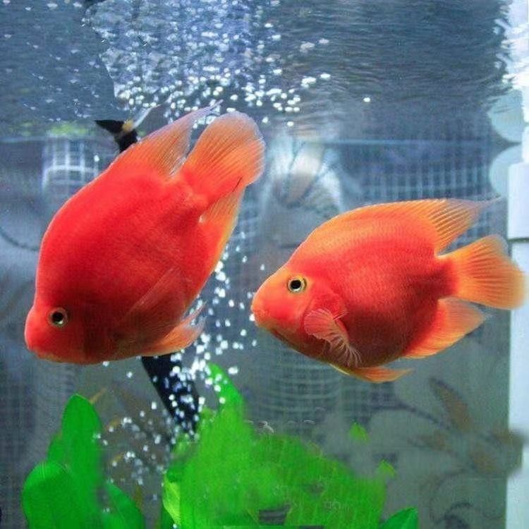 如何聯系水族館或觀賞魚交易平臺？（北京集鼎龍水族商貿有限公司網上買觀賞魚哪個平臺好）