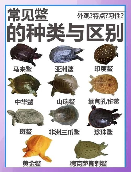 如何區分不同品種的萬龍魚（如何區分萬龍魚品種及其其特征，了解萬龍魚的基本知識）