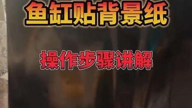 紅龍魚魚缸背景紙如何安裝（紅龍魚魚缸背景紙安裝步驟）