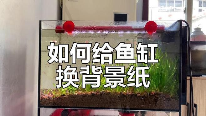 紅龍魚魚缸背景紙如何安裝（紅龍魚魚缸背景紙安裝步驟）