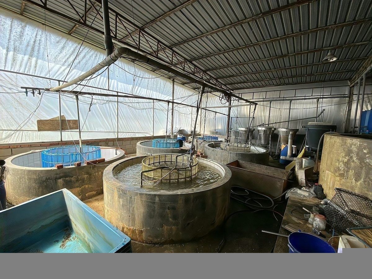 株洲縣哪個水族館龍魚好？祥龍魚場龍魚（株洲縣祥龍魚場） 株洲縣哪個水族館龍魚好？祥龍魚場龍魚（株洲縣祥龍魚場） 龍魚百科 第7張