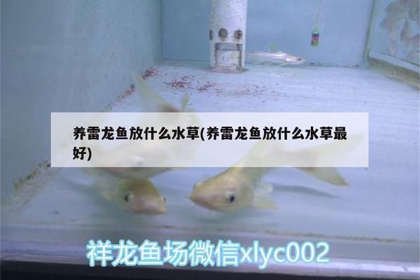 雷龍魚適宜的水草種類（雷龍魚適宜的水草種類以及其他養(yǎng)殖注意事項）