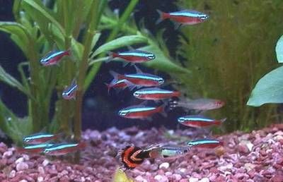 各種觀賞魚的壽命是多少天（觀賞魚的養護秘籍）
