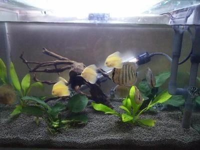 各種觀賞魚的壽命是多少天（觀賞魚的養護秘籍）