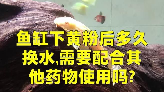 下黃粉期間需要換水嗎？（下黃粉期間需要換水嗎）