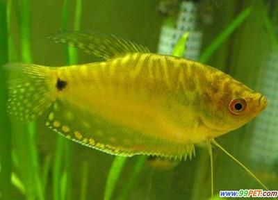 觀賞魚類有哪些品種（觀賞魚的種類及種類）