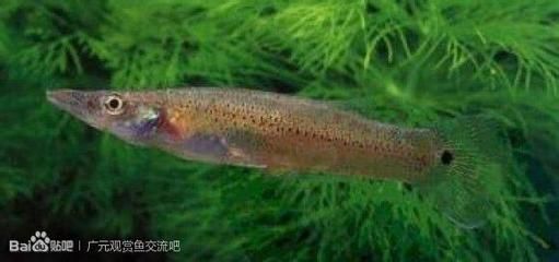 觀賞魚類有哪些品種（觀賞魚的種類及種類）