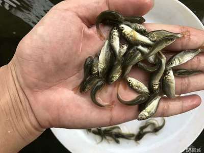 廣東觀賞魚飼料公司（廣東觀賞魚飼料品牌的生產工藝揭秘觀賞魚飼料市場的趨勢） 廣東觀賞魚飼料公司（廣東觀賞魚飼料品牌的生產工藝揭秘觀賞魚飼料市場的趨勢） 觀賞魚百科 第4張