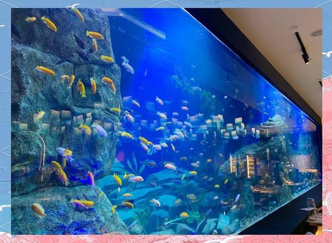 白缸養古典過背金龍有哪些成功案例，白缸養古典過背金龍的成功案例