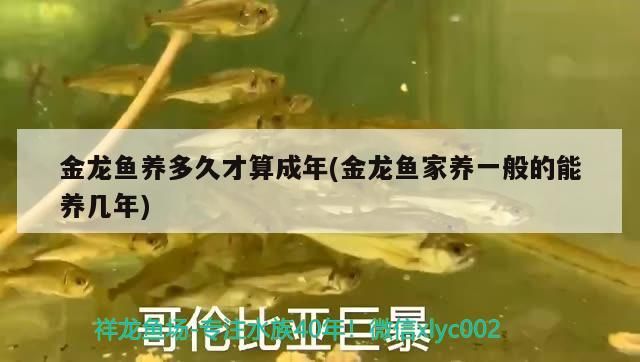 金龍魚養多久才算成年(金龍魚家養一般的能養幾年)（金龍魚養多久才算成年）