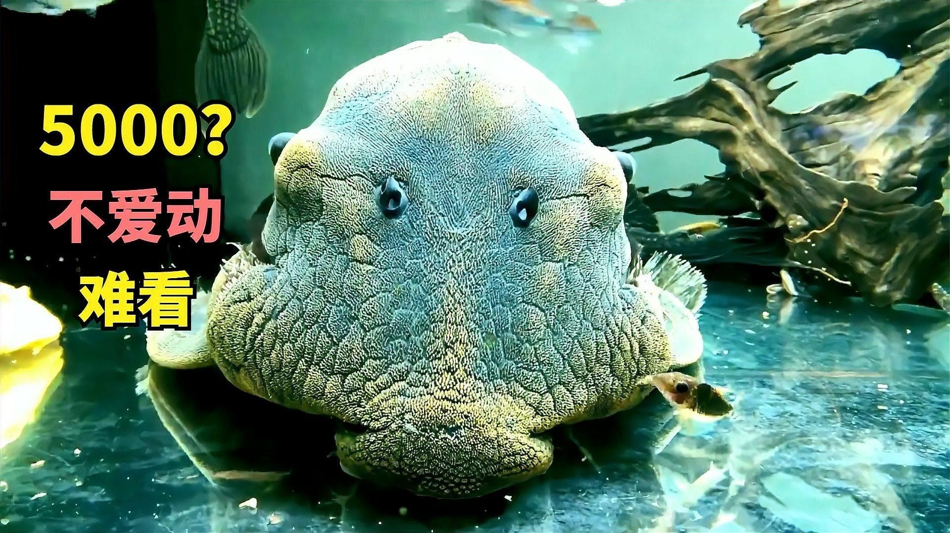 綠皮皇冠豹魚，祥龍魚場（綠皮皇冠豹魚市場價格是多少綠皮皇冠豹魚價格是多少）