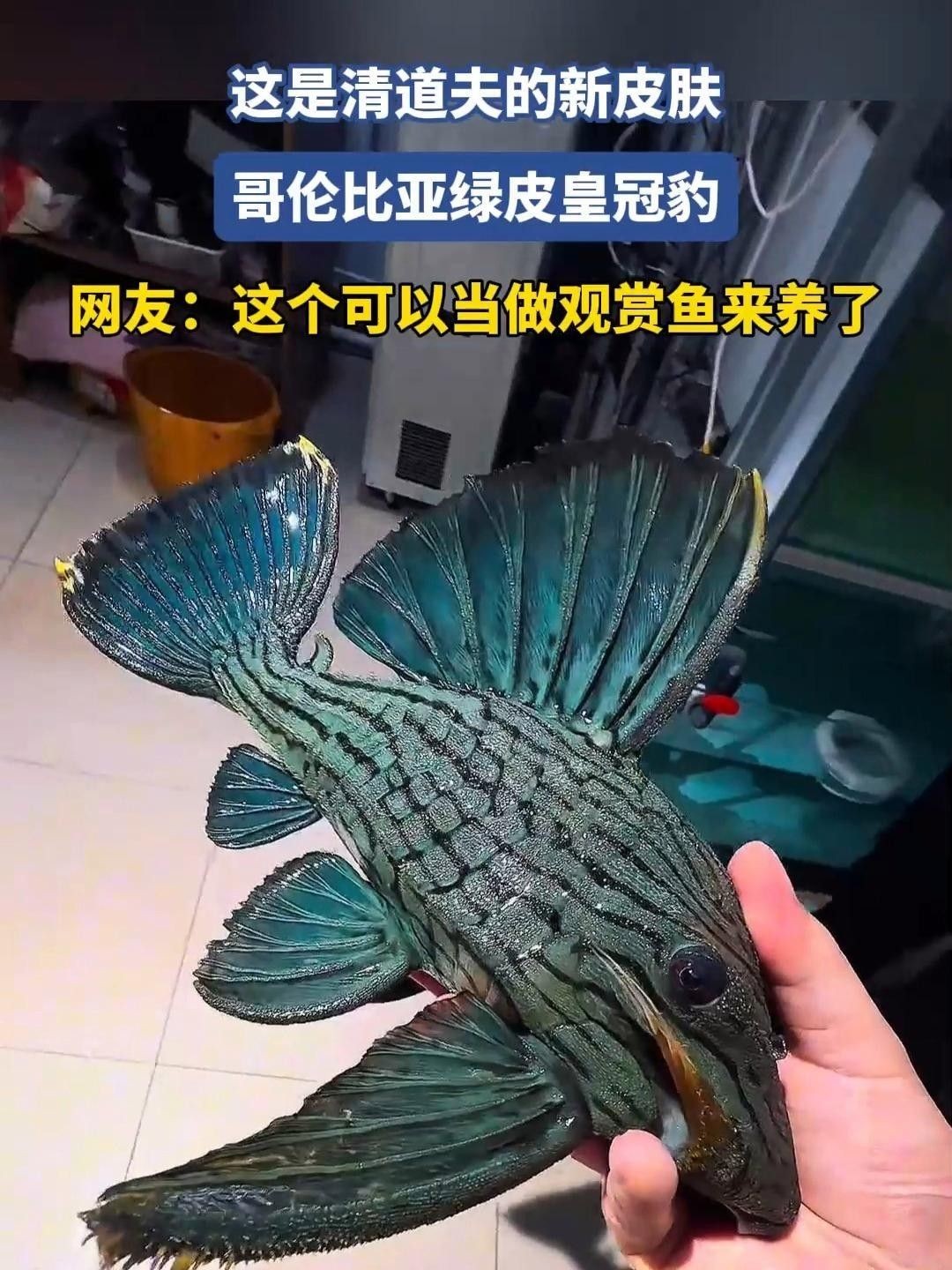 綠皮皇冠豹魚，祥龍魚場（綠皮皇冠豹魚市場價格是多少綠皮皇冠豹魚價格是多少）