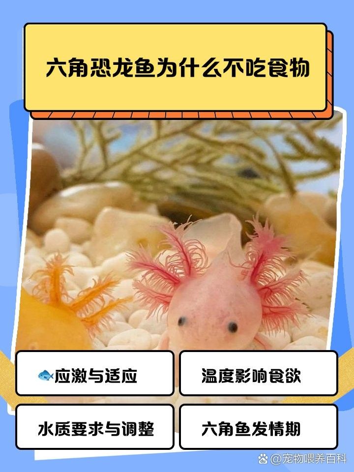 紅頭魚哪些人群不適合食用，哪些人群適合吃紅頭魚