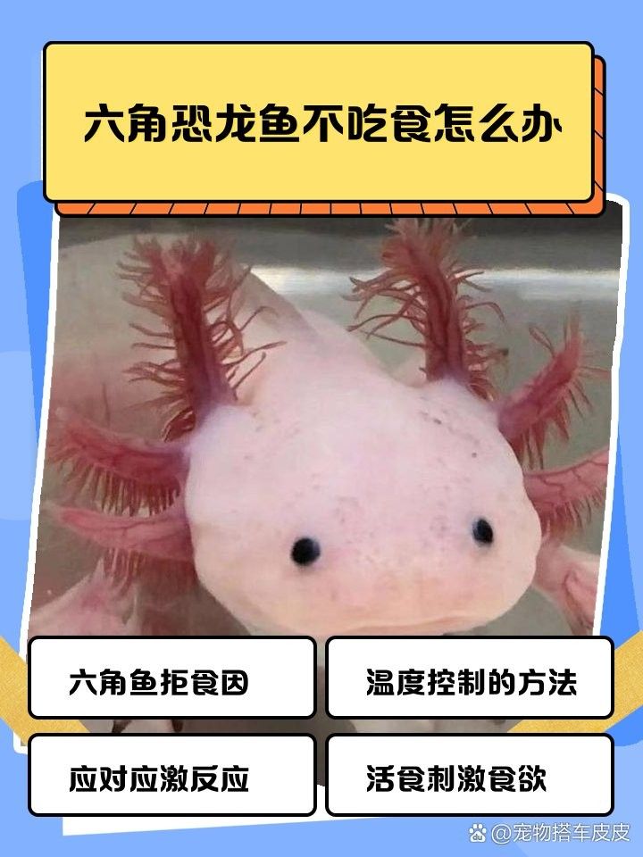 六角恐龍魚多久會適應新環境？（六角恐龍魚適應新環境后會有哪些變化？）