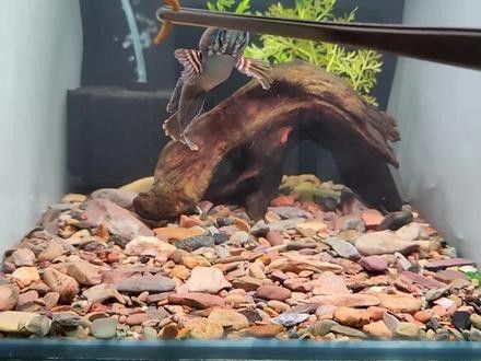 哪種雷龍魚發(fā)色最快（七彩雷龍魚發(fā)色對比七彩雷龍發(fā)色對比你知道嗎）