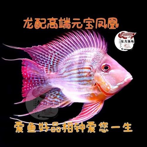 元寶龍魚屬于什么檔次（元寶龍魚和什么魚混養(yǎng)最好元寶鳳凰魚飼養(yǎng)全指南） 元寶龍魚屬于什么檔次（元寶龍魚和什么魚混養(yǎng)最好元寶鳳凰魚飼養(yǎng)全指南） 元寶鳳凰魚百科 第3張