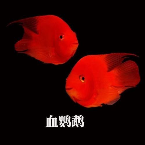 元寶龍魚屬于什么檔次（元寶龍魚和什么魚混養(yǎng)最好元寶鳳凰魚飼養(yǎng)全指南） 元寶龍魚屬于什么檔次（元寶龍魚和什么魚混養(yǎng)最好元寶鳳凰魚飼養(yǎng)全指南） 元寶鳳凰魚百科 第2張
