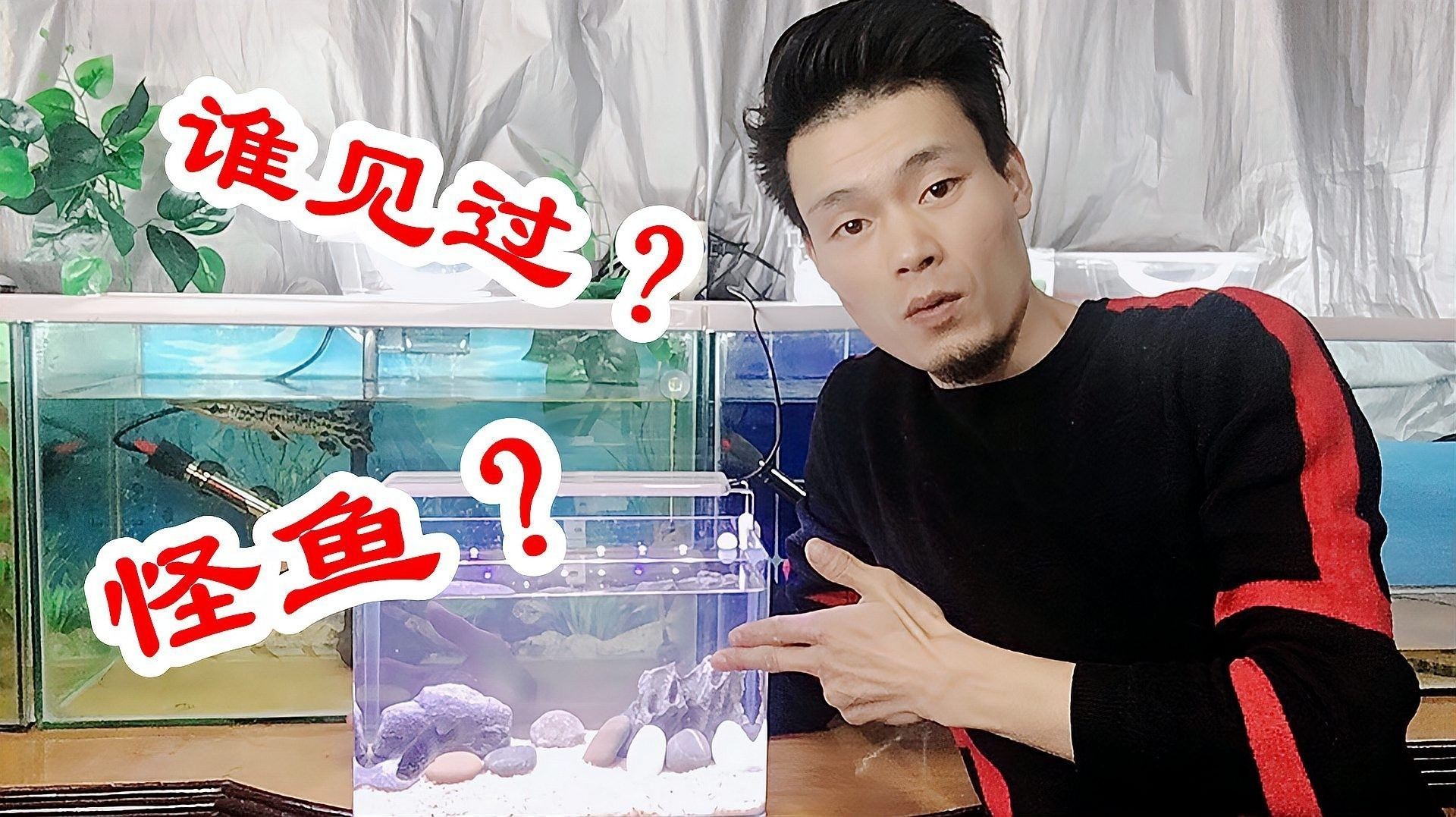 德州豹魚和鸚鵡魚可以混養嗎（德州豹魚和鸚鵡魚可以混養嗎德州豹魚和鸚鵡魚可以混養嗎）